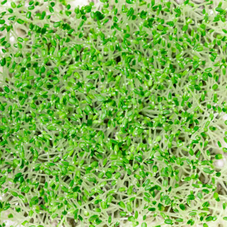 chia seedlings green microgreen close up
