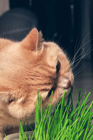 Red cat eating green grass on a dark background. close upの写真素材