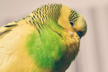 Homemade parrot sits on a wooden stick. close upの写真素材
