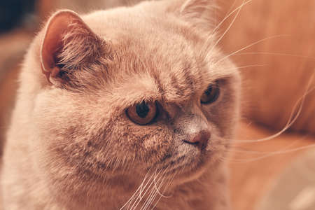 ginger cat looks menacingly. close upの写真素材