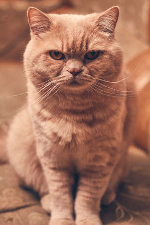 red cat menacingly sits and looks. close upの写真素材