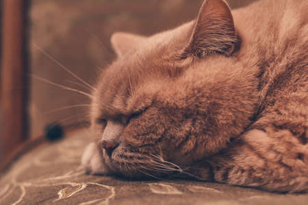 red cat cute sleeps on the couch. close upの写真素材