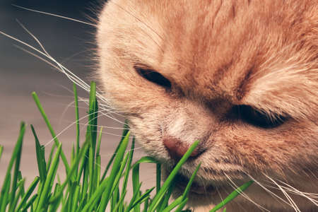 Red cat eating green grass on a dark background. close upの写真素材