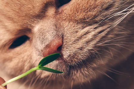 A green sprout of microgreen cucumber sniffs a ginger cat. close upの写真素材