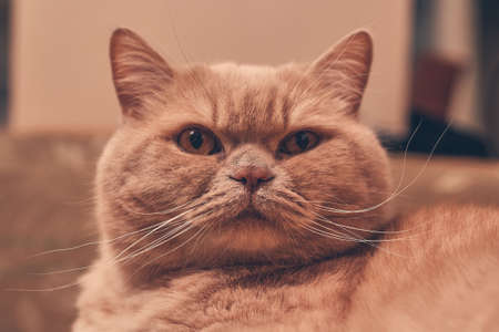 ginger cat stares in surprise. close upの写真素材