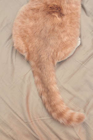 ginger cat ass and tail on the bed. close upの写真素材