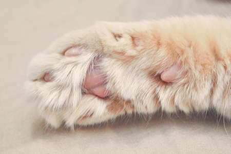 Ginger cat in front with pink paws. close upの写真素材