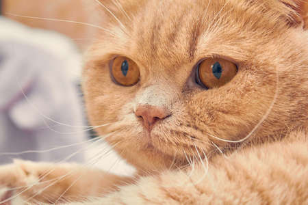 ginger cat with a surprised face. close up