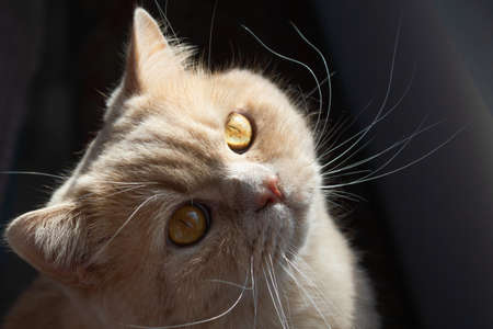 ginger cat near the window looks at the sun. close upの写真素材