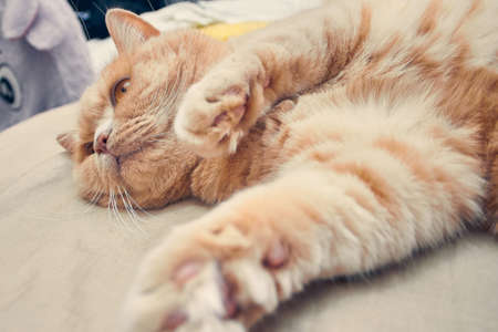 ginger cat with pink legs lies bastard on the bedの写真素材