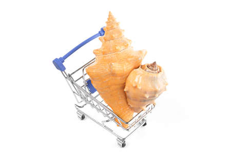 in a shopping cart lies summer seashells on a white background. isolate