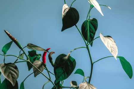 sprout of young red hot pepper grows with leaves on a background of blue skyの写真素材