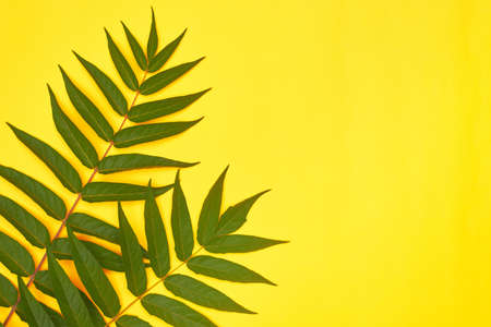 minimalism green leaves on a yellow background