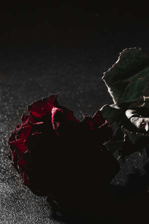 dried rose red high contrast in a dark key on a black background. vertical orientationの写真素材