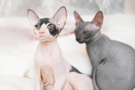 two sphynx kitten on a light background, copy space