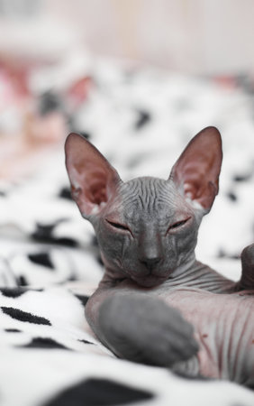 Sphynx kitten sleeps on a light background, copy spaceの写真素材