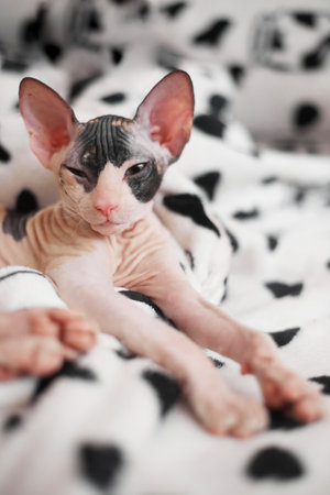 Sphynx kitten sleeps on a light background, copy spaceの写真素材