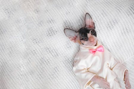 Sphynx kitten in clothes with a bow tie on a white plaid, copy spaceの写真素材