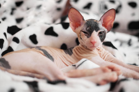 Sphynx kitten sleeps on a light background, copy spaceの写真素材