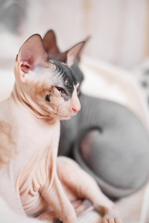 two sphynx kitten on a light background, copy spaceの写真素材