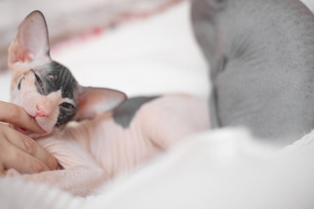 Sphynx kitten are played on a light background, copy spaceの写真素材