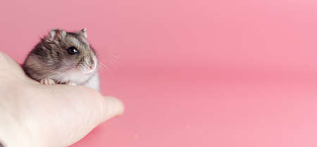 hamster dzhungarik on his hand on a pink background, copy spaceの写真素材