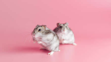 hamsters dzhungariki two on a pink background, copy spaceの素材 [FY310170553827]