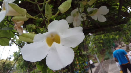 white flowers surfaceの写真素材