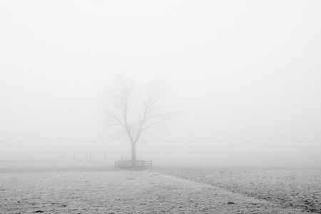 tree in a foggy landscapeの写真素材