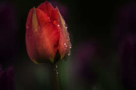 red tulip with drops of waterの写真素材