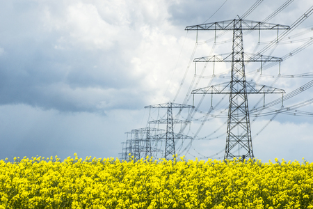 Field with rapeseed and pylonsの写真素材