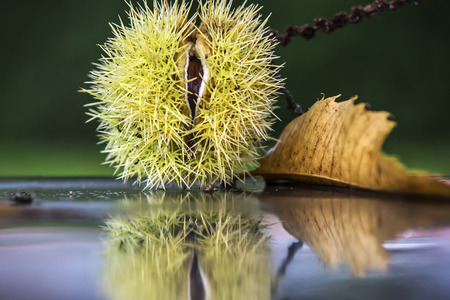 sweet chestnut with brown leafの写真素材