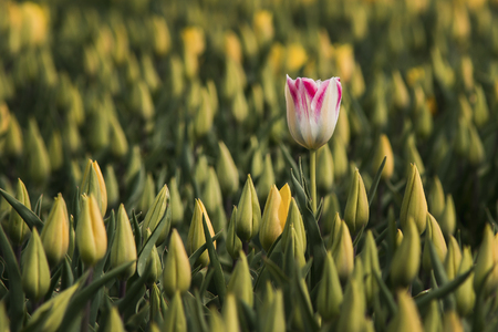 White tulip with red borders in a field of yellow tulipsの写真素材