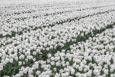 field of white tulipsの写真素材
