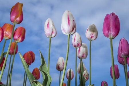 tulips with blue sky in the bacground