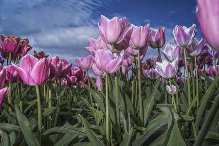 purple tulips with blue sky in the backgroundの写真素材
