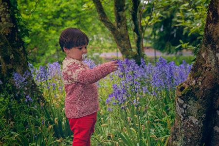 child portrait Adorable 4 year old girl with pacifier and sweater playing with violet wildflowers, within a forest settingの写真素材
