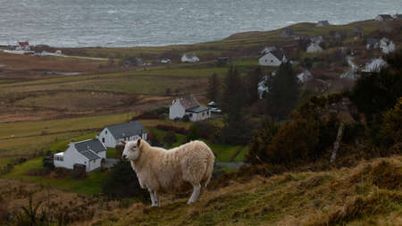 panorama image with lamb or sheep on grassy cliffs of the Isle of Skye. Scottish Highlands. near...