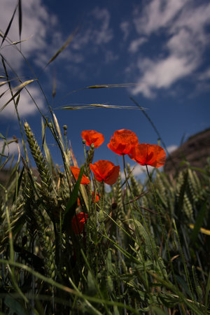 large red poppies in a wheat field in springの写真素材