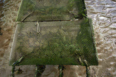 close up oyster beds at the coast in Ireland at low tide. cloudy sky