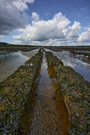 Woodstown Beach, Waterford, Ireland. some Oyster and seafood farm on the beach. Bed lines where they...