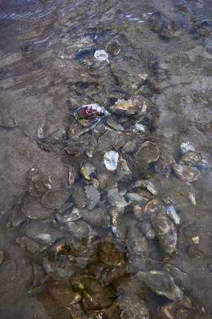 vertical format of set of live oysters and mollusk shells in sand from a beach. Woodstown Beach,...