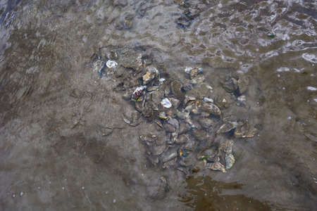 Large set of live oysters and mollusk shells in sand from a beach. Woodstown Beach, Waterford,...