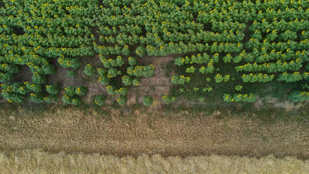 overhead view of a sunflower and wheat plantation. drone shootの写真素材