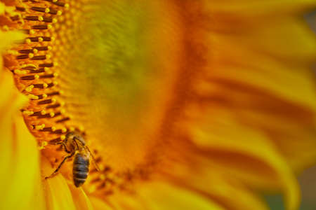 Sunflower. Macrophortography of a beautiful sunflower. Sunflowerの写真素材