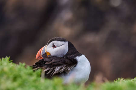 puffin standing on a rock cliff . fratercula arcticaの写真素材