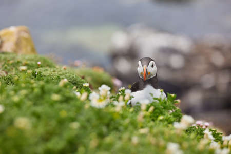 puffin standing on a rock cliff . fratercula arcticaの写真素材