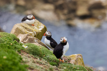 puffin standing on a rock cliff . fratercula arcticaの写真素材