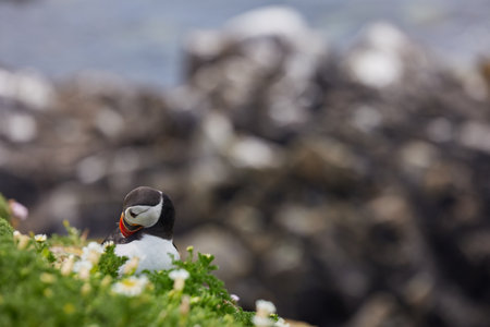 puffin standing on a rock cliff . fratercula arcticaの写真素材