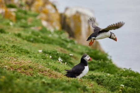 puffin standing on a rock cliff . fratercula arcticaの写真素材